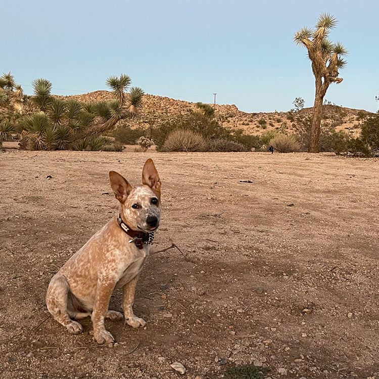 Deuce the dog sitting in the desert